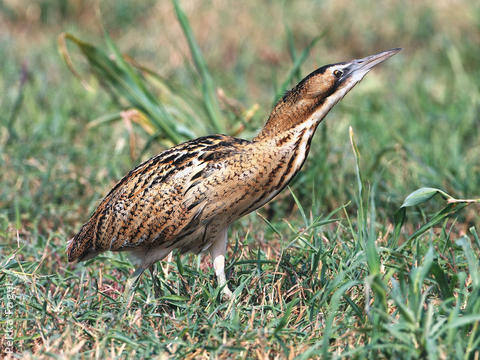 Eurasian Bittern