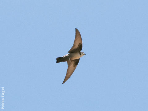 Eurasian Crag Martin