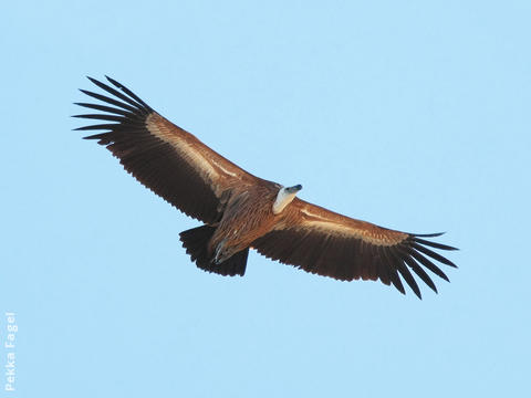 Eurasian Griffon Vulture 