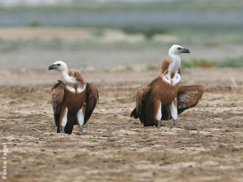 Eurasian Griffon Vultures