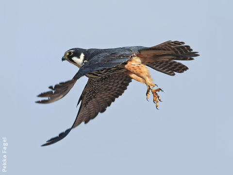 Eurasian Hobby