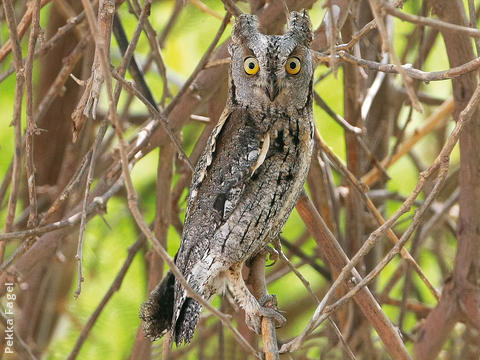 Eurasian Scops Owl 