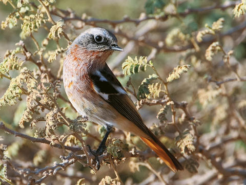 Eversmann’s Redstart (Male winter)