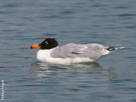 Great Black-headed Gull