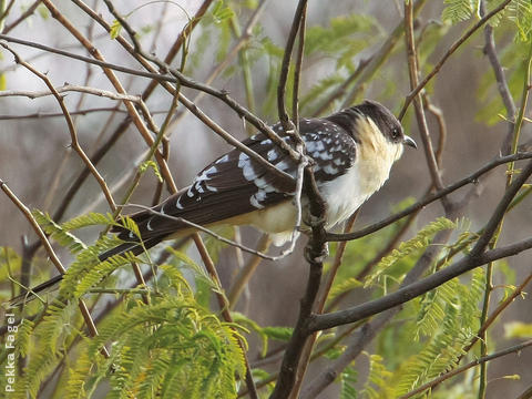 Great Spotted Cuckoo