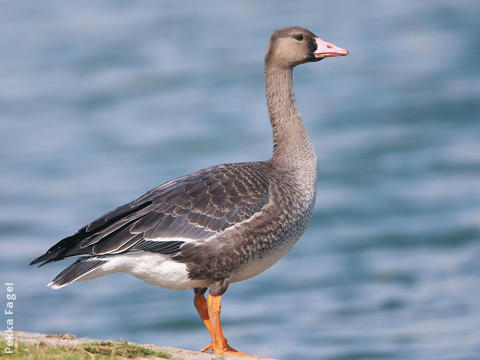 Greater White-fronted Goose (Juvenile)