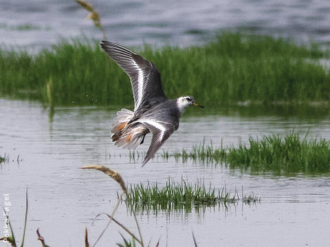 Grey Phalarope (Non - breeding plumage)