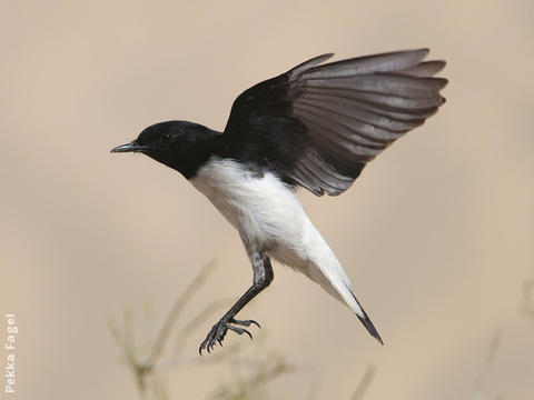 Hume’s Wheatear 