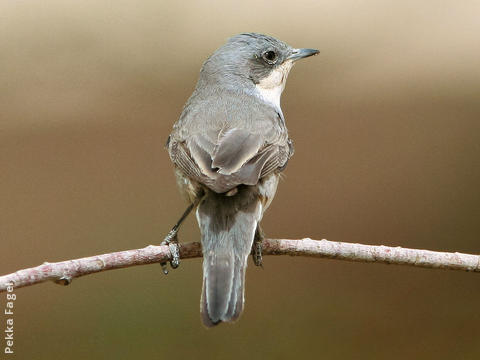 Hume’s Whitethroat (Autumn)