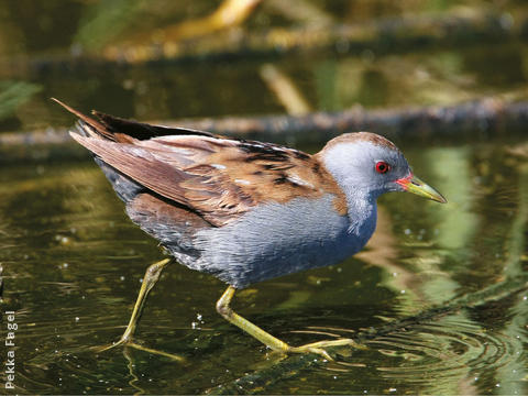 Little Crake (Male)