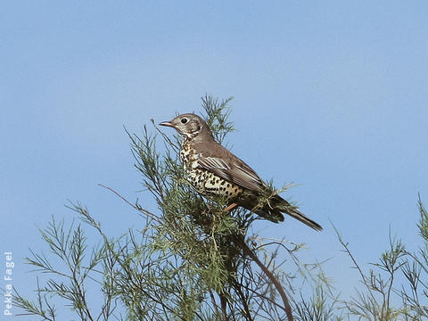 Mistle Thrush (Winter)