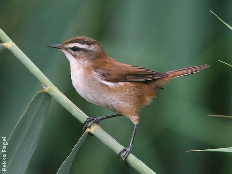 Moustached Warbler 