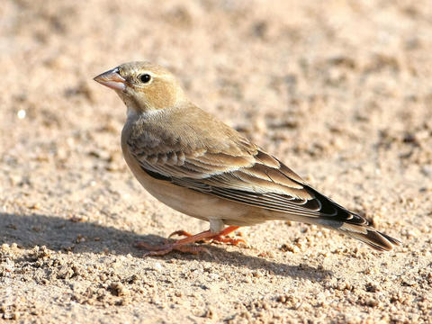 Pale Rockfinch