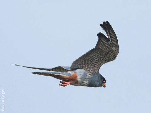 Red-footed Falcon (Male)