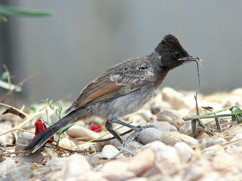 Red-vented Bulbul (Juvenile)