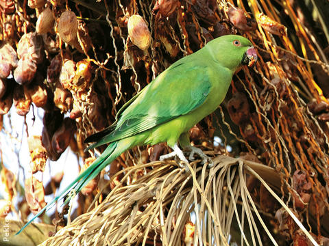 Rose-ringed Parakeet