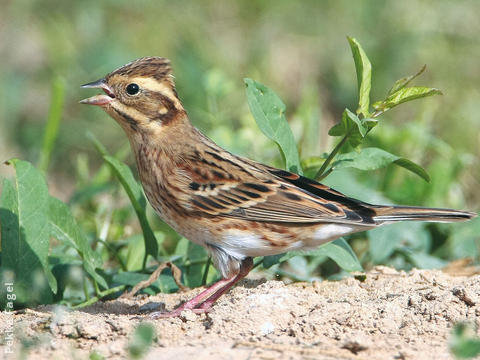 Rustic Bunting (Immature)