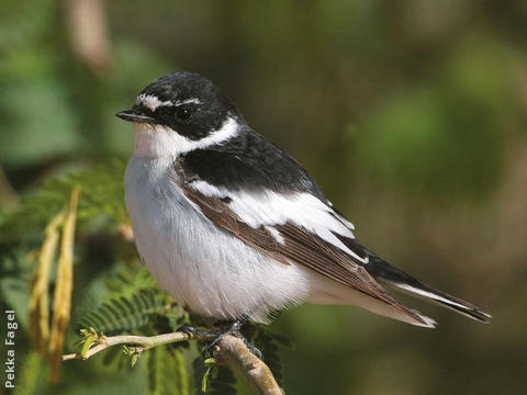 Semi-collared Flycatcher (Male)