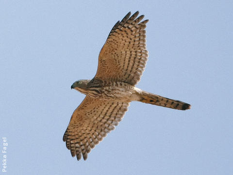 Shikra (Immature)