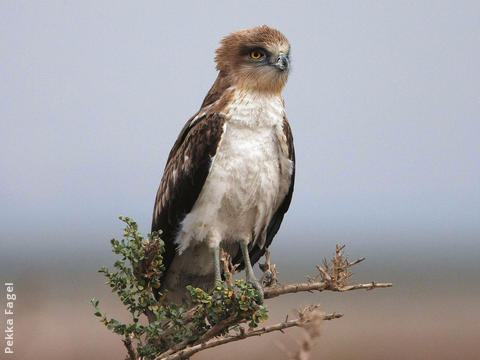 Short-toed Snake Eagle (Juvenile)