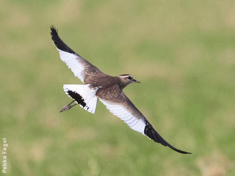 Sociable Lapwing