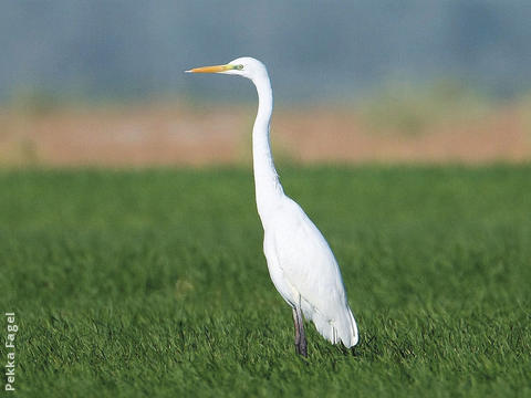 Western Great Egret 