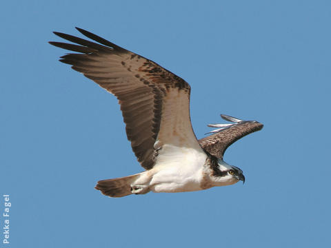 Western Osprey 