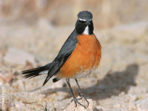 White-throated Robin (Male breeding plumage)