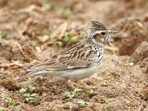 Wood Lark