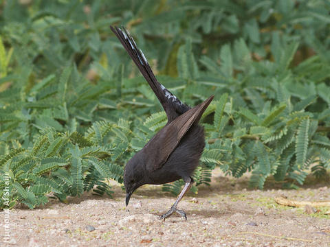 Black Scrub Robin