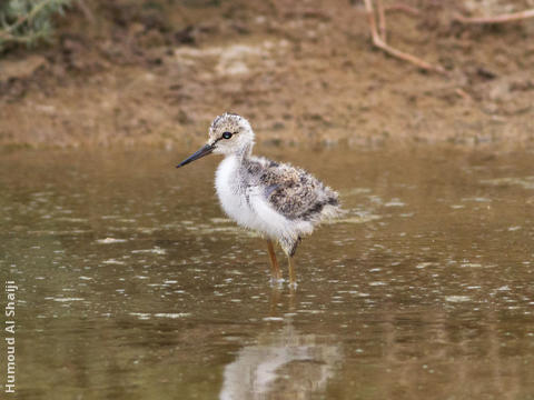 Black-winged Stilt (Fledgling)