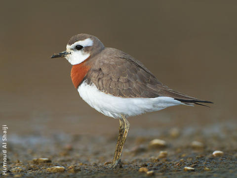 Caspian Plover (Breeding plumage)