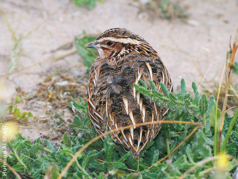 Common Quail 