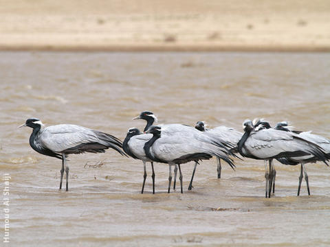 Demoiselle Crane 