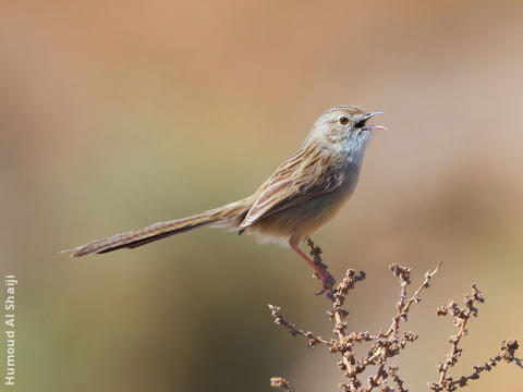 Graceful Prinia