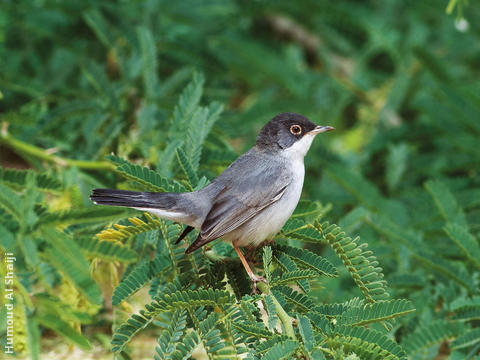 Ménétriés’s Warbler (Male)