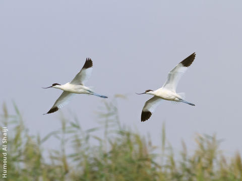 Pied Avocet