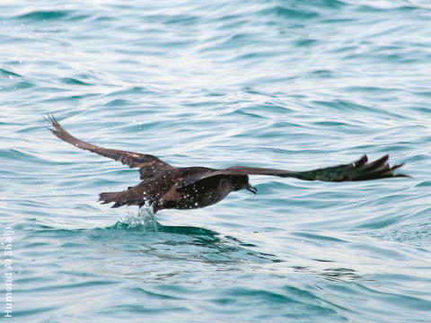 Sooty Shearwater 