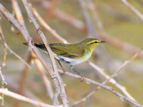 Wood Warbler