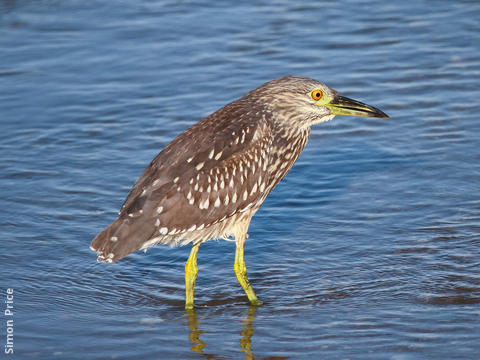 Black-crowned Night Heron (Immature)