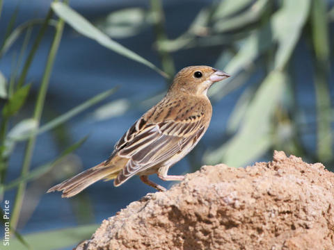 Black-headed Bunting (Immature)