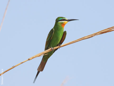 Blue-cheeked Bee-eater