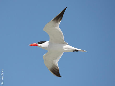 Caspian Tern