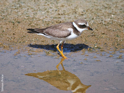 Common Ringed Plover (Juvenile)