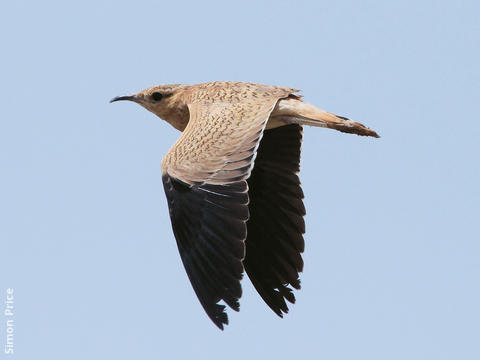 Cream-coloured Courser