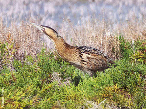 Eurasian Bittern