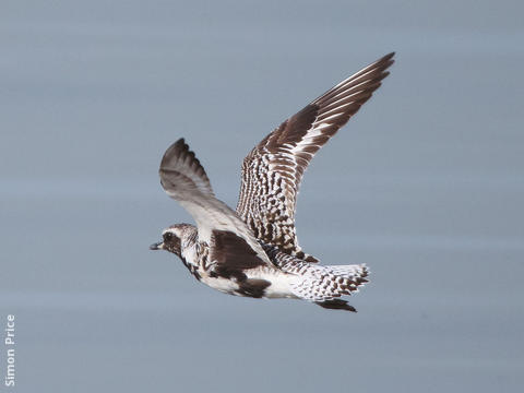 Grey Plover (Spring)