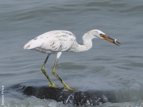 Indian Reef Heron (White morph)