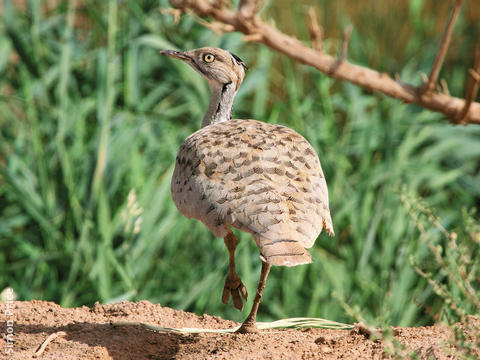 Macqueen’s Bustard 