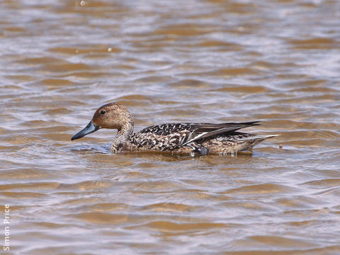 Northern Pintail (Female)